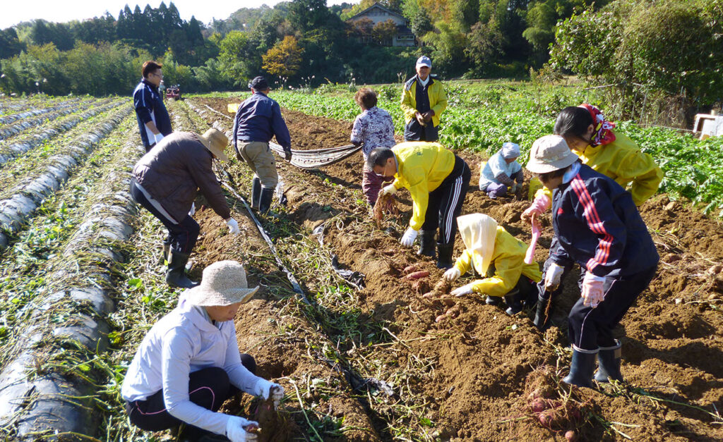 小池赤土野菜組合の野菜作りの様子
